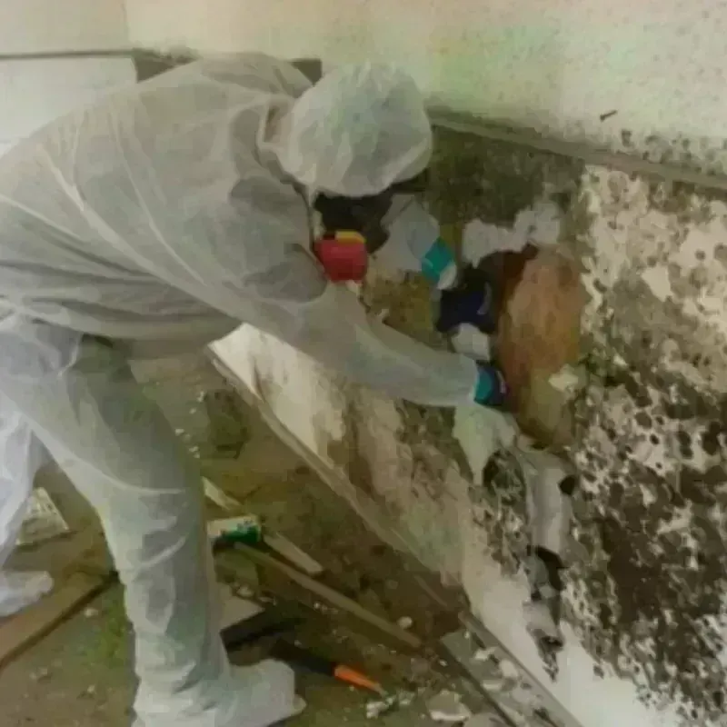 Mold Remediation and Removal in Mahoning County, OH